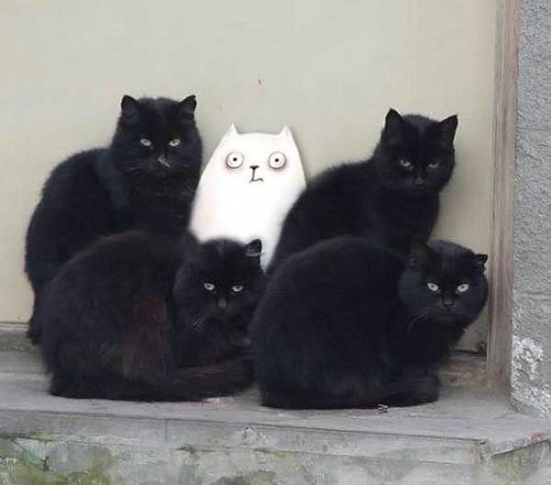 禅猫日记 禅猫日记